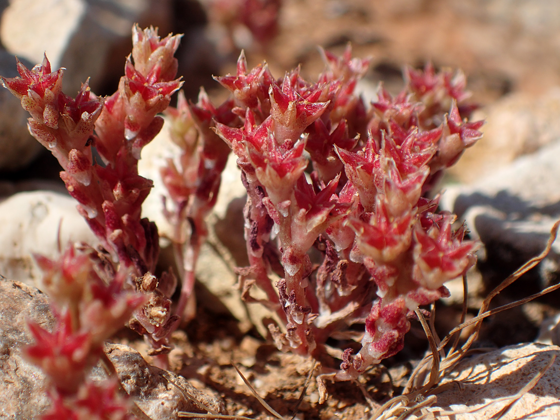 Image of Sedum litoreum specimen.