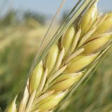 Hordeum distichon