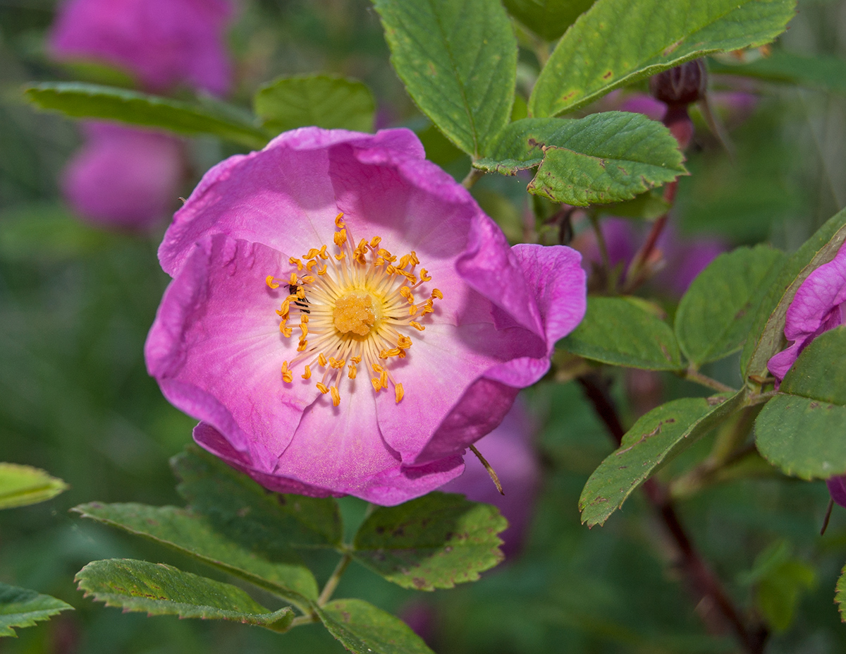 Image of Rosa acicularis specimen.