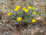 Taraxacum dissectum. Цветущее растение. Иркутская обл., Иркутский р-н, окр. пос. Б. Голоустное, обочина грунтовой дороги. 31.05.2018.