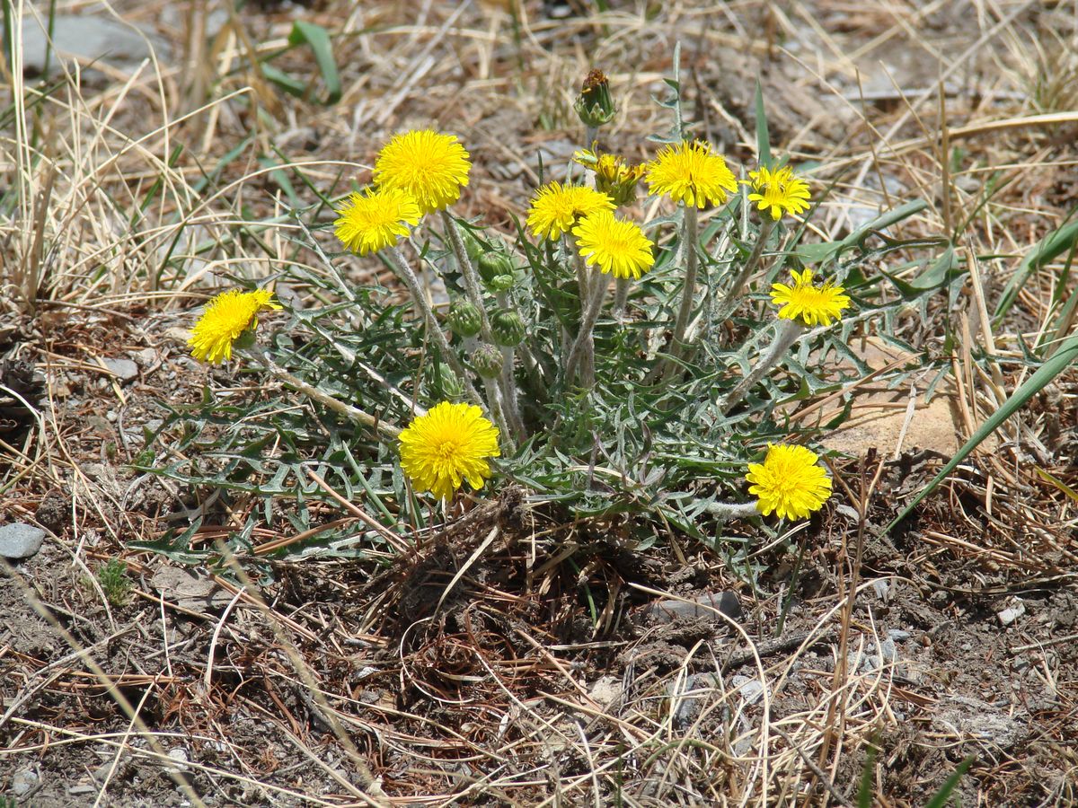 Изображение особи Taraxacum dissectum.