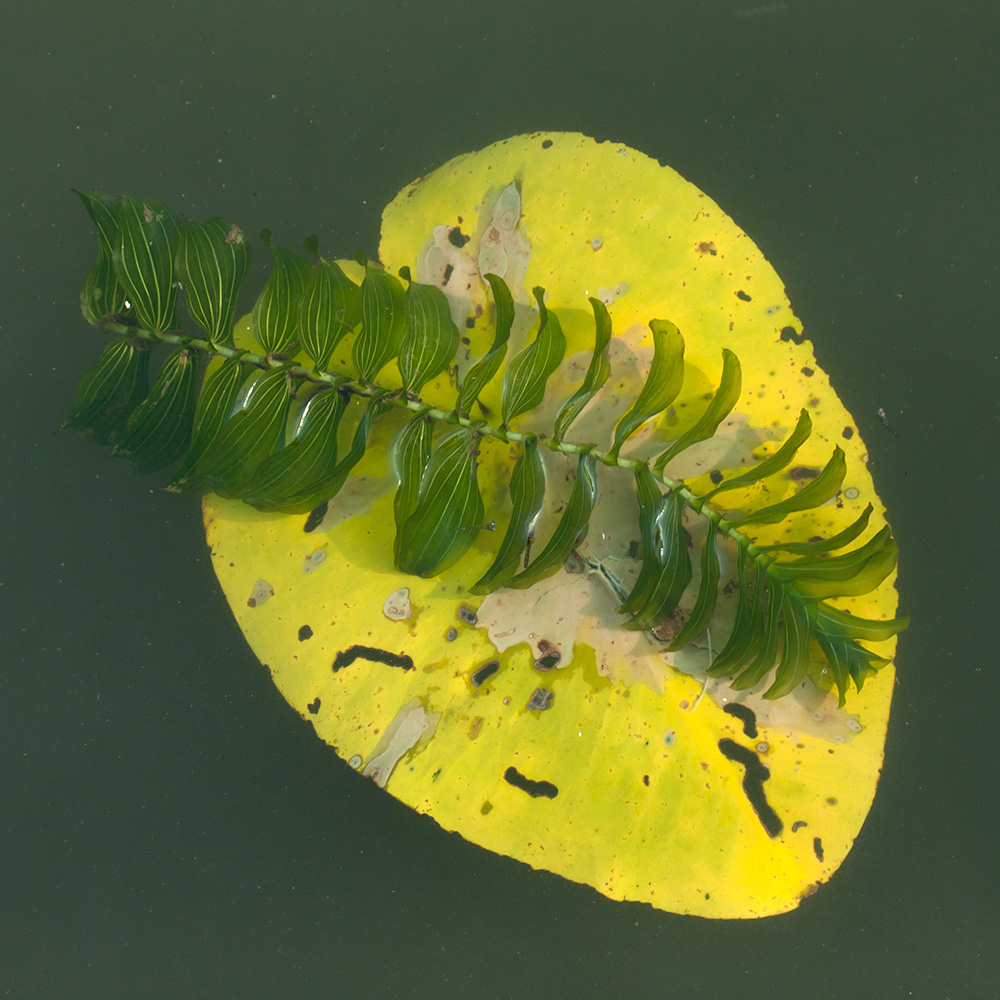 Изображение особи Potamogeton perfoliatus.