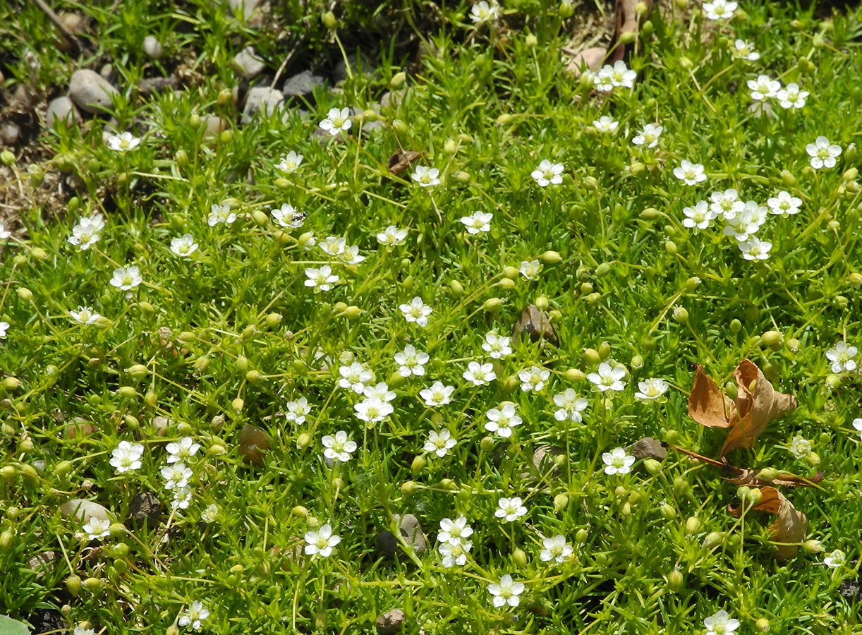 Image of Sagina subulata specimen.