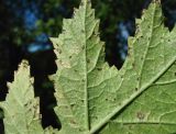 Heracleum sibiricum