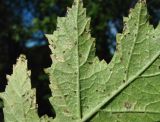 Heracleum sibiricum