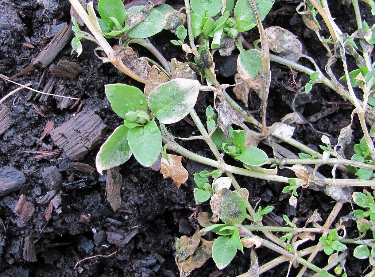 Image of Stellaria media specimen.