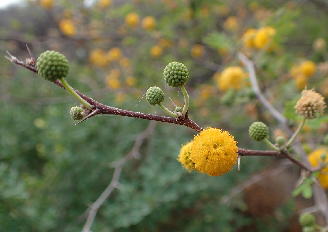 Изображение особи Vachellia farnesiana.