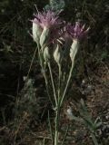 Jurinea stoechadifolia