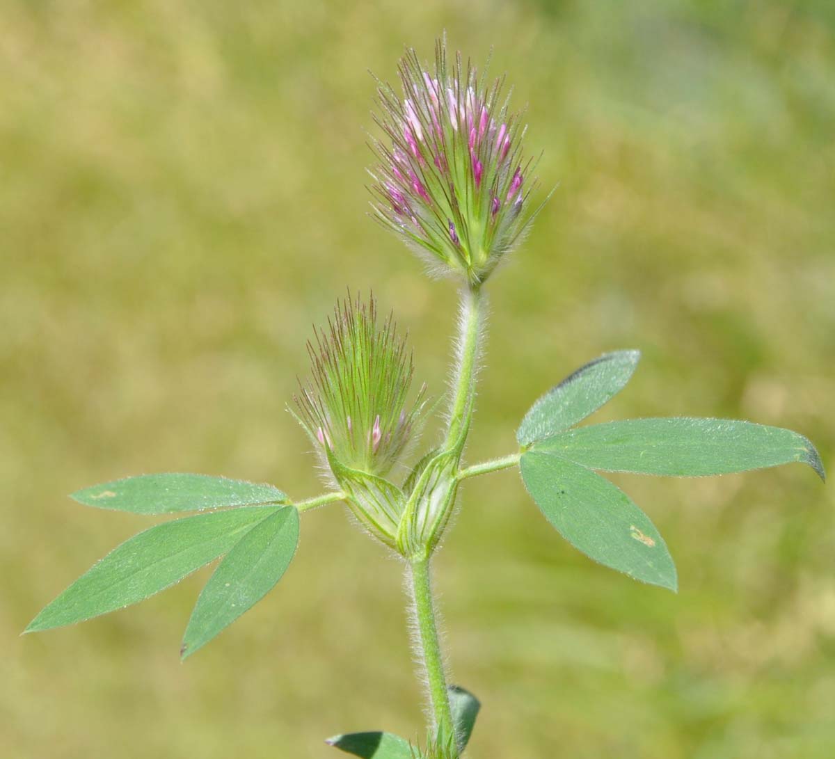Изображение особи Trifolium dasyurum.