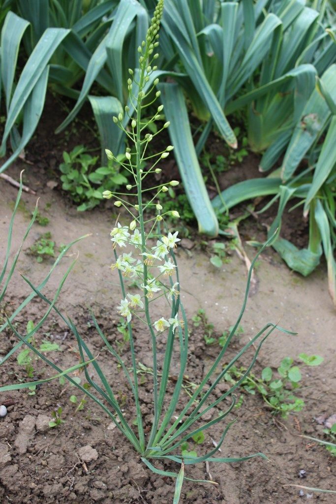 Изображение особи Eremurus suworowii.