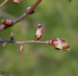 Tilia mandshurica