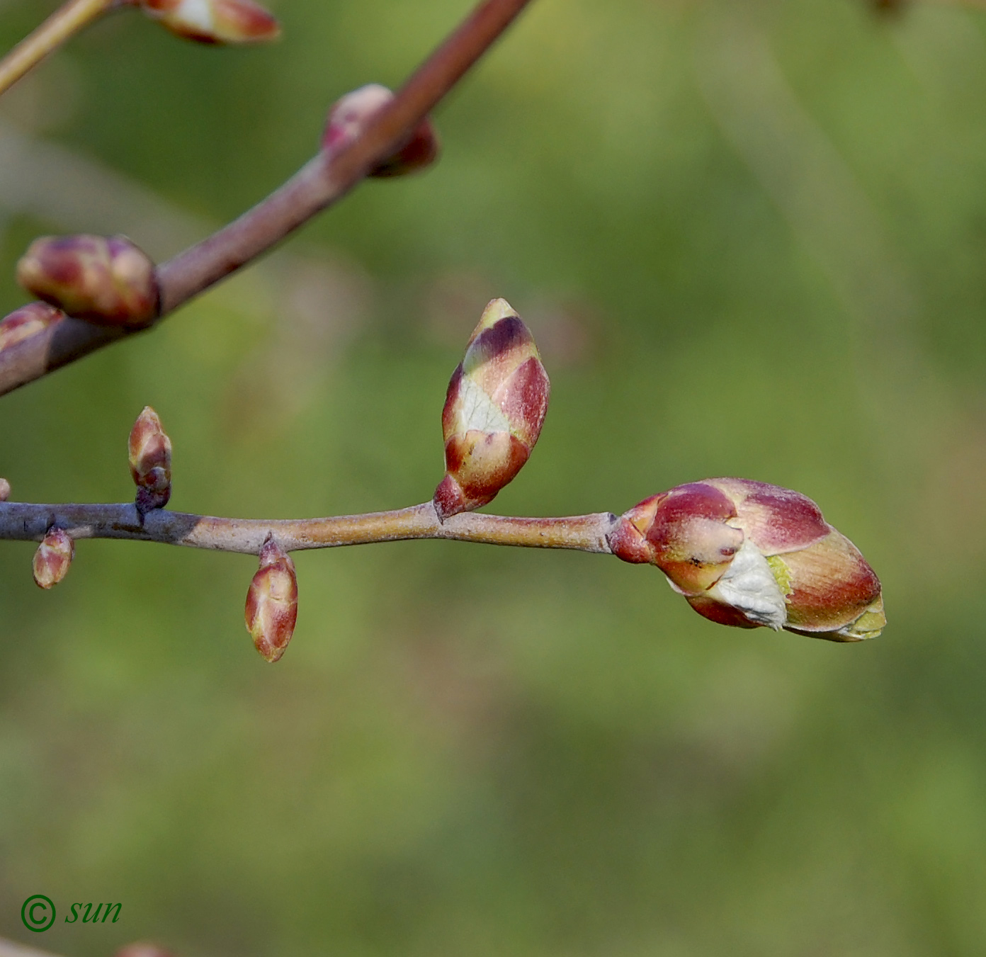 Image of Tilia mandshurica specimen.