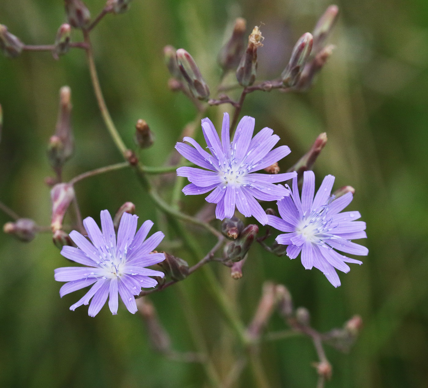 Изображение особи Lactuca tatarica.