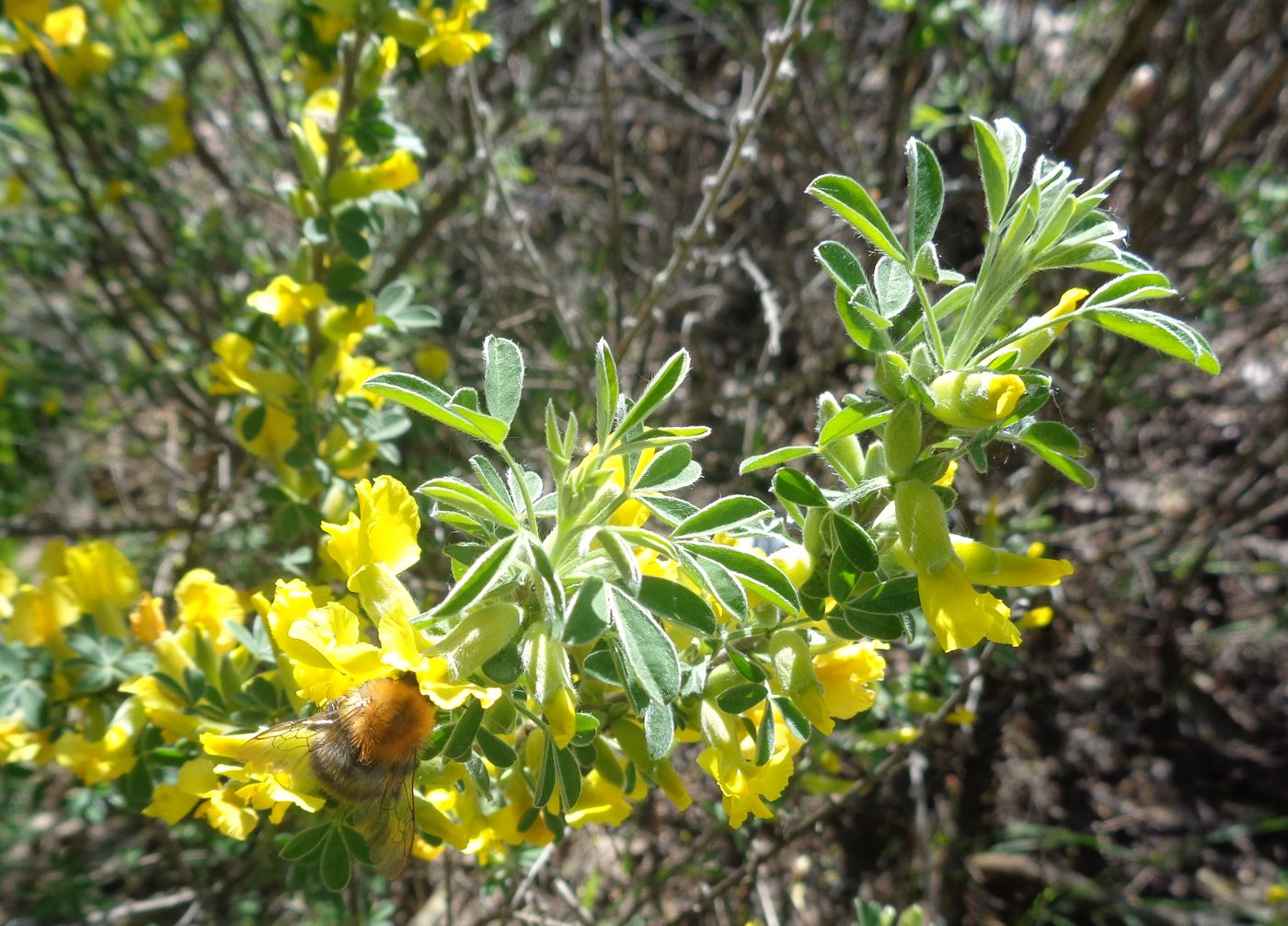 Image of Chamaecytisus ruthenicus specimen.
