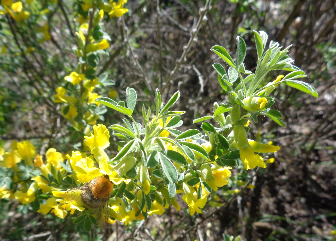 Изображение особи Chamaecytisus ruthenicus.