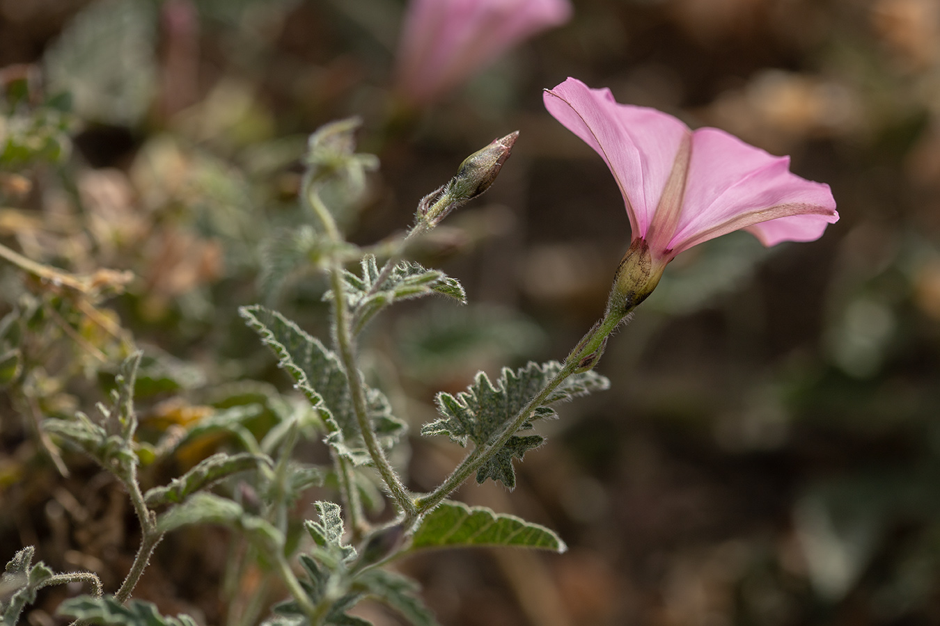 Изображение особи Convolvulus althaeoides.