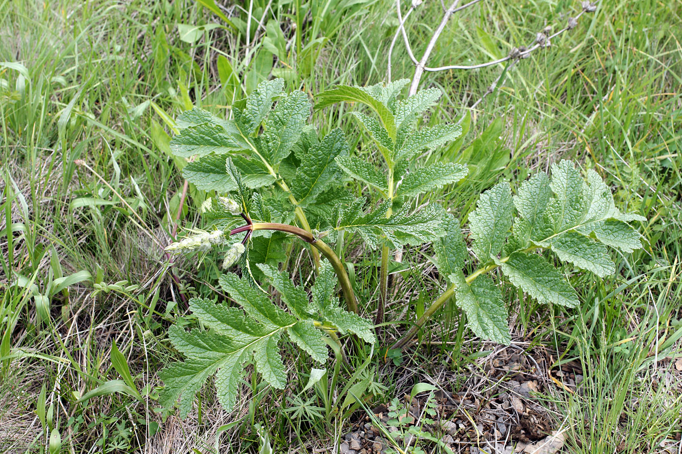 Image of Phlomoides kaufmanniana specimen.