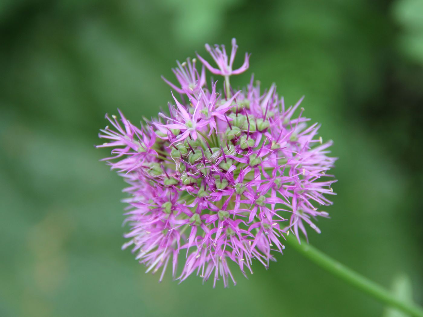 Image of Allium tschimganicum specimen.