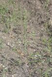 Lepidium campestre