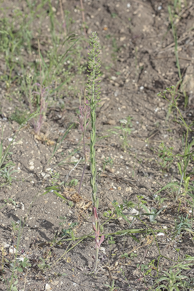 Изображение особи Lepidium campestre.