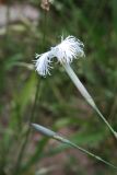 Dianthus hoeltzeri. Цветок (вид сбоку). Узбекистан, Ташкентская обл., зап. отроги Чаткальского хр., ур. Чимган, ущ. Катта-Коксай. 04.07.2010.