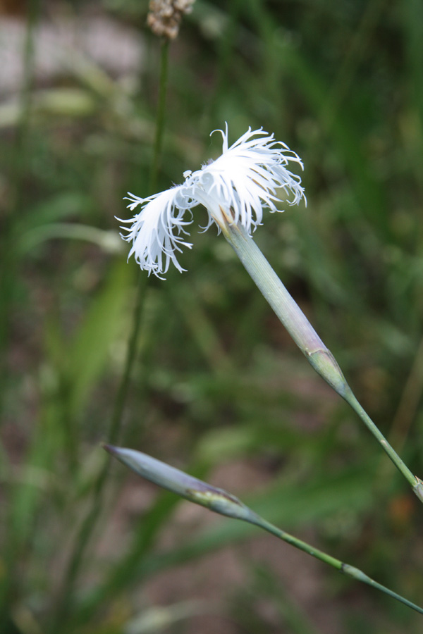 Изображение особи Dianthus hoeltzeri.