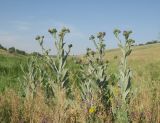 Onopordum acanthium