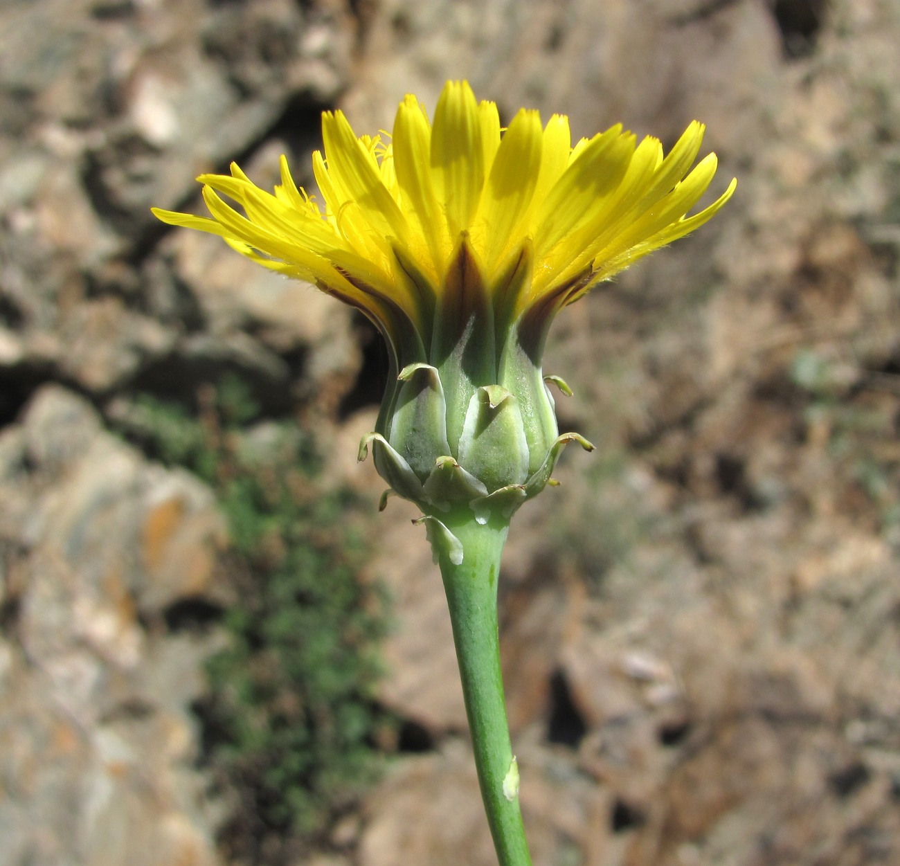 Image of Reichardia dichotoma specimen.