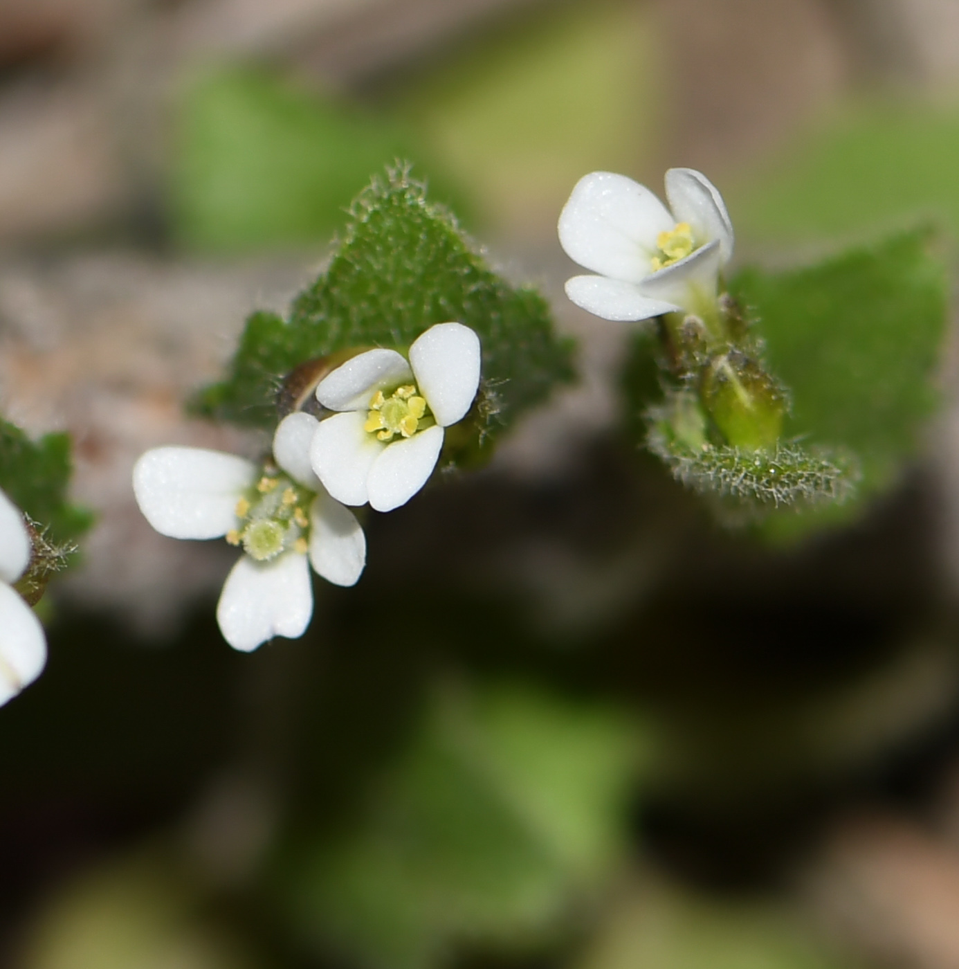 Image of Arabis aucheri specimen.