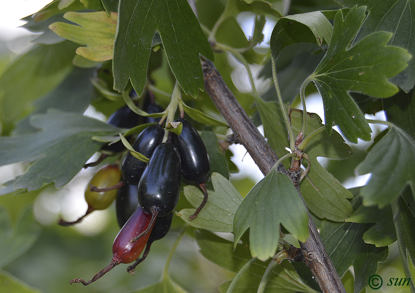 Изображение особи Ribes aureum.