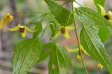 Clematis serratifolia. Листья. Крым, Севастополь, в культуре. 07.09.2015.