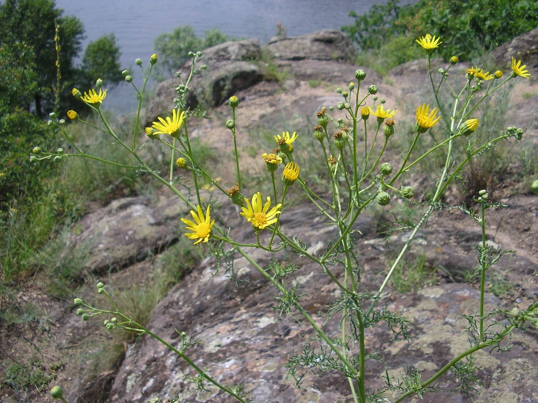 Image of Senecio borysthenicus specimen.