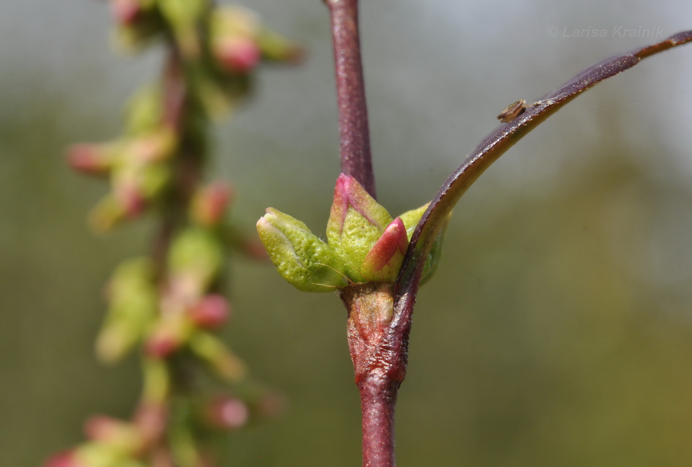 Image of Persicaria hydropiper specimen.