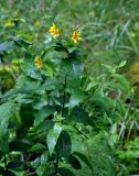 Lysimachia vulgaris. Верхушка цветущего растения. Челябинская обл., Верхнеуфалейский гор. округ, гора Аракуль, ≈ 400 м н.у.м., влажный луг у подножия. 02.08.2019.