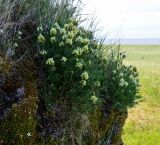 Oxytropis maydelliana. Цветущие растения. Берингово море, Карагинский зал., о. Верхотурова, каменистый склон. 17.06.2019.