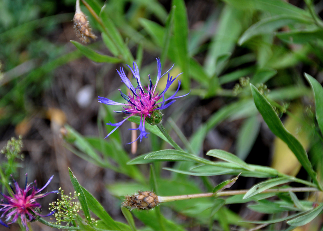 Изображение особи род Centaurea.