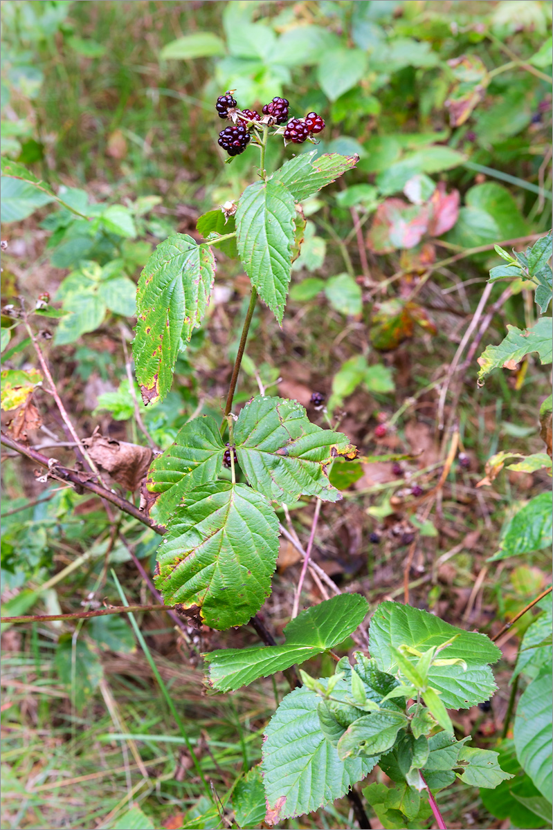 Изображение особи Rubus nessensis.