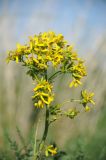 Ligularia songarica