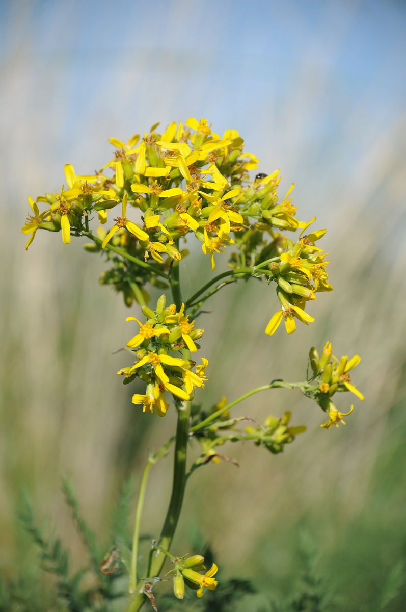 Image of Ligularia songarica specimen.