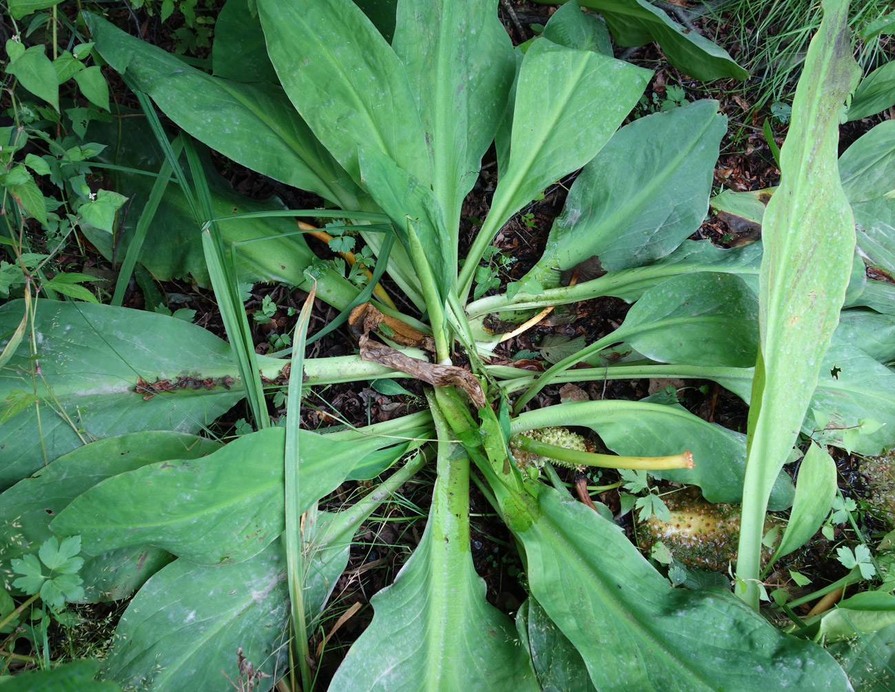 Image of Lysichiton camtschatcensis specimen.