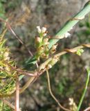 Cuscuta monogyna. Цветущее и плодоносящее растение на фенхеле (Foeniculum vulgare). Южный Берег Крыма, Артек, приморский склон. 23 июля 2010 г.