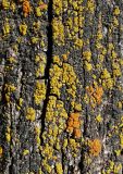 Candelariella antennaria