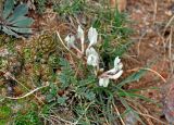 Astragalus tephrolobus