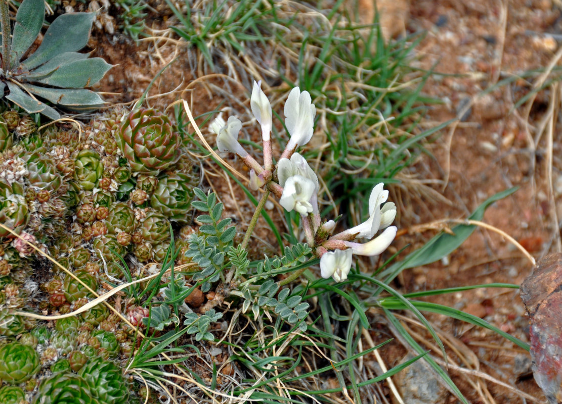 Image of Astragalus tephrolobus specimen.