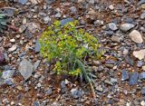 Euphorbia tshuiensis. Цветущее растение. Алтай, Кош-Агачский р-н, окр. с. Кош-Агач, гора Джангыс-Тобе, ≈ 1800 м н.у.м., каменистый склон. 14.06.2019.