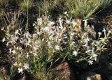 Silene quadriloba