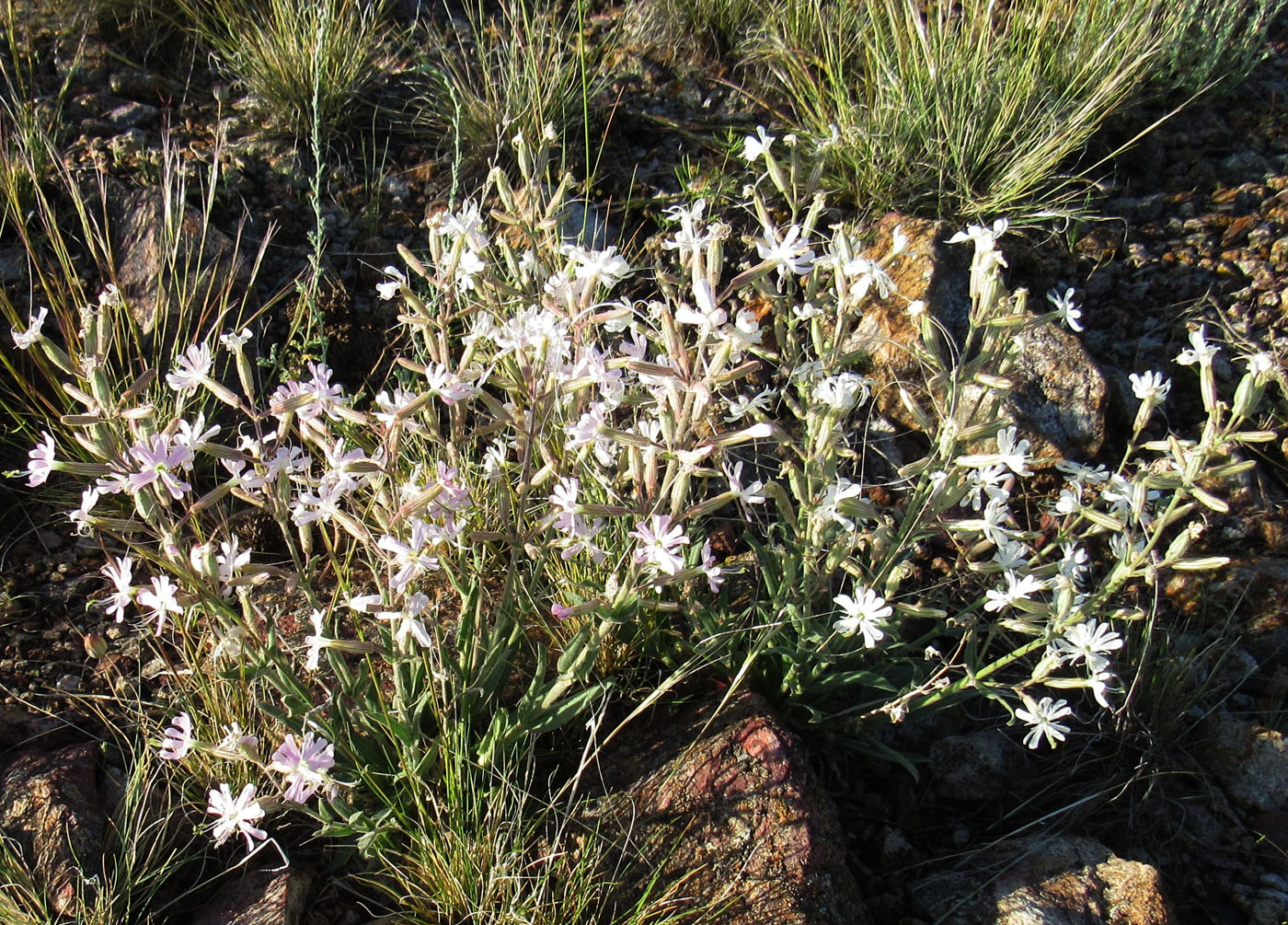 Image of Silene quadriloba specimen.