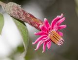 Barnadesia dombeyana