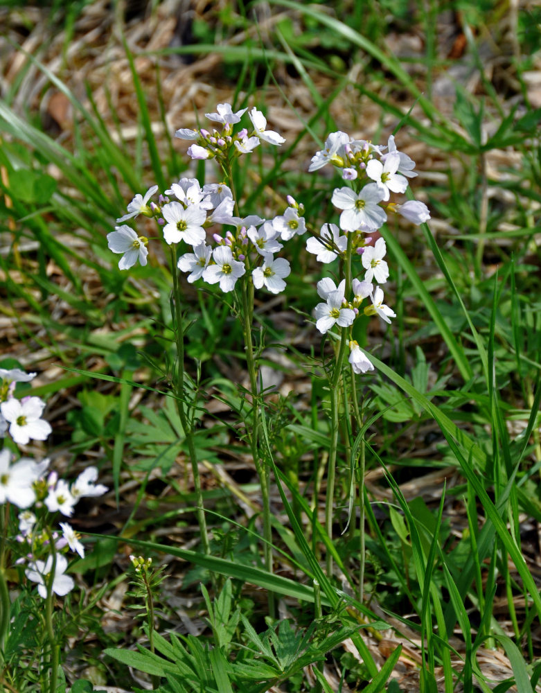 Изображение особи Cardamine pratensis.