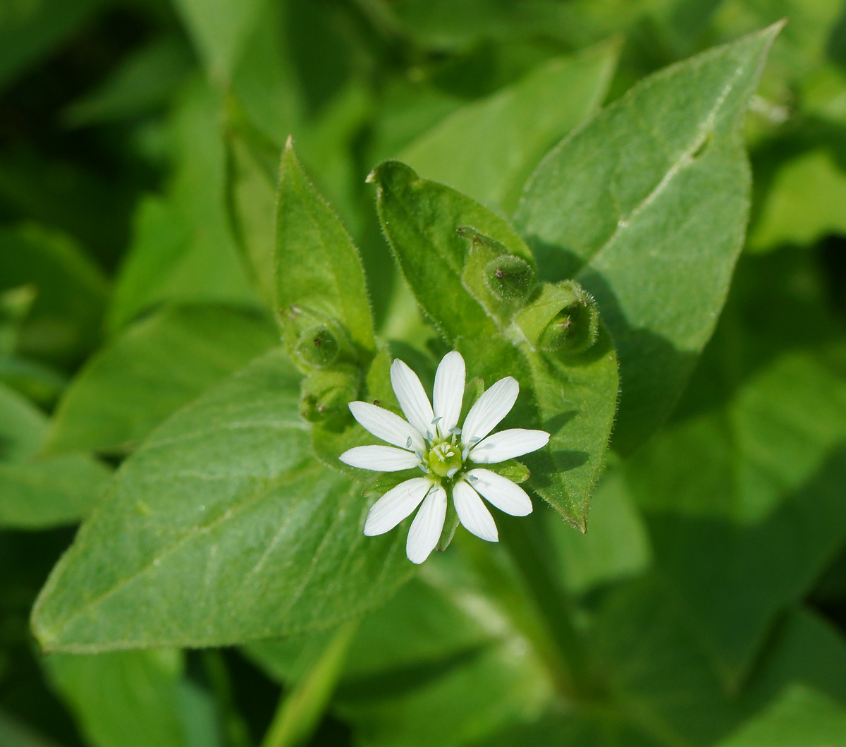 Изображение особи Myosoton aquaticum.